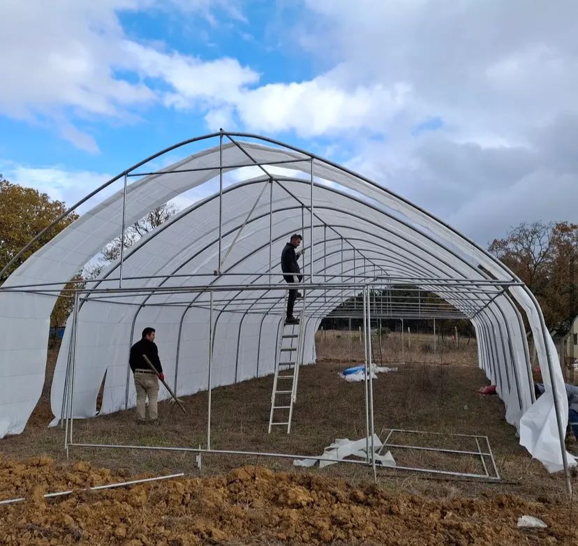 Zyn Tingöz Seracılık